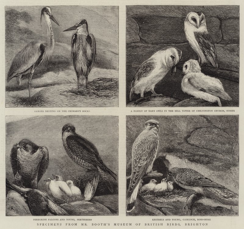 Okazy z Muzeum Brytyjskich Ptaków Pana Bootha, Brighton autorstwa Alfred Chantrey Corbould