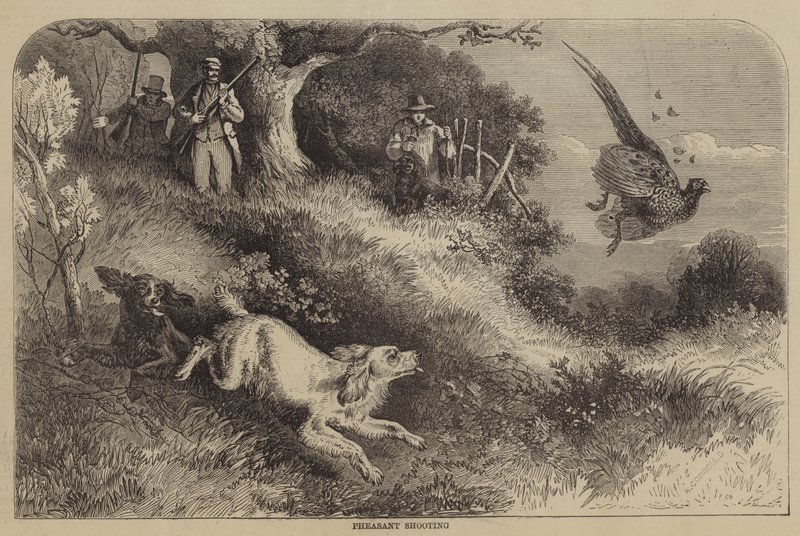 Strzelanie do bażantów autorstwa Alfred Courbould