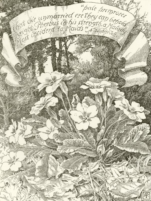 Blade Primroses (grawiura) autorstwa Alfred Parsons