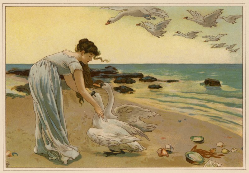 Białe łabędzie (chromolitho) autorstwa Alice Havers