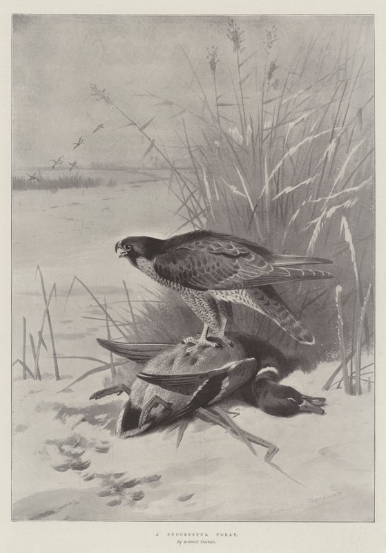 Udana wyprawa autorstwa Archibald Thorburn