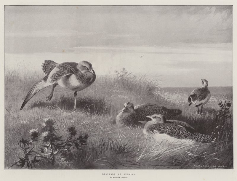 Pustułki o wschodzie słońca autorstwa Archibald Thorburn