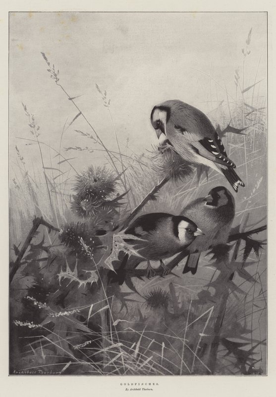Szczygieł autorstwa Archibald Thorburn