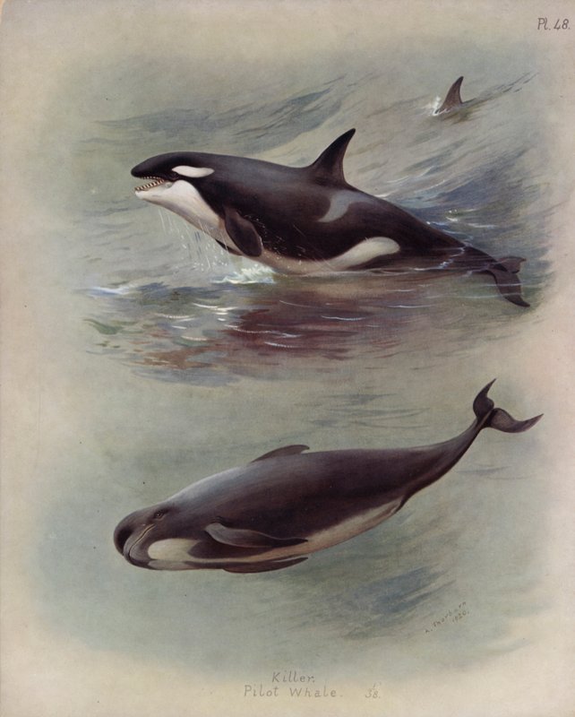 قاتل، پیلوټ ویل پولی autorstwa Archibald Thorburn