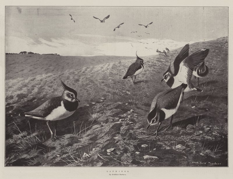 Czajki autorstwa Archibald Thorburn