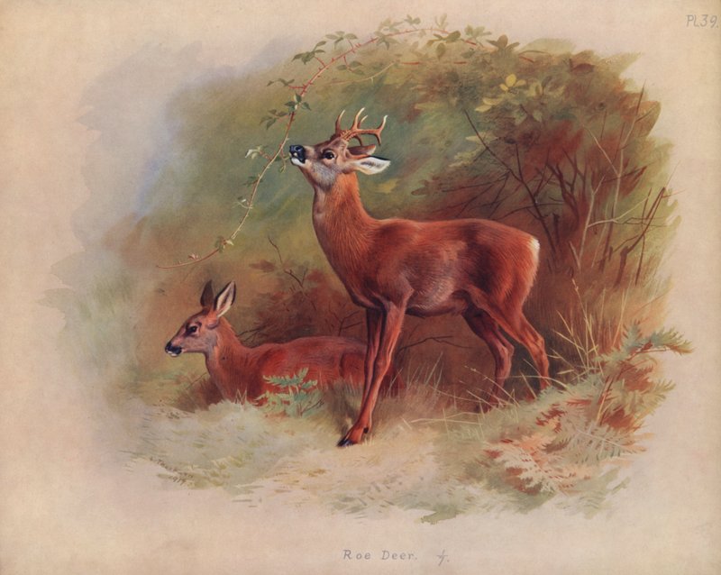 Jeleń sarna autorstwa Archibald Thorburn