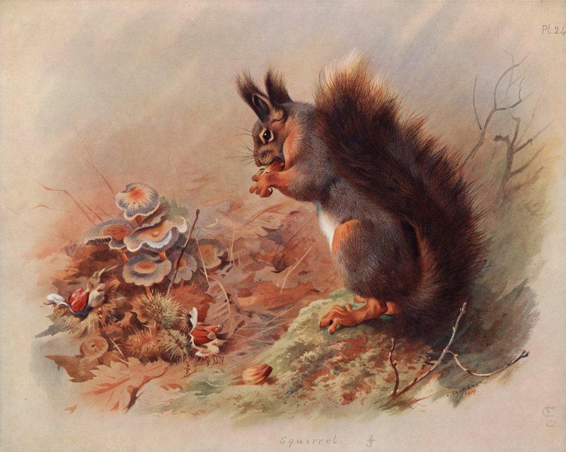 squirrel poli autorstwa Archibald Thorburn