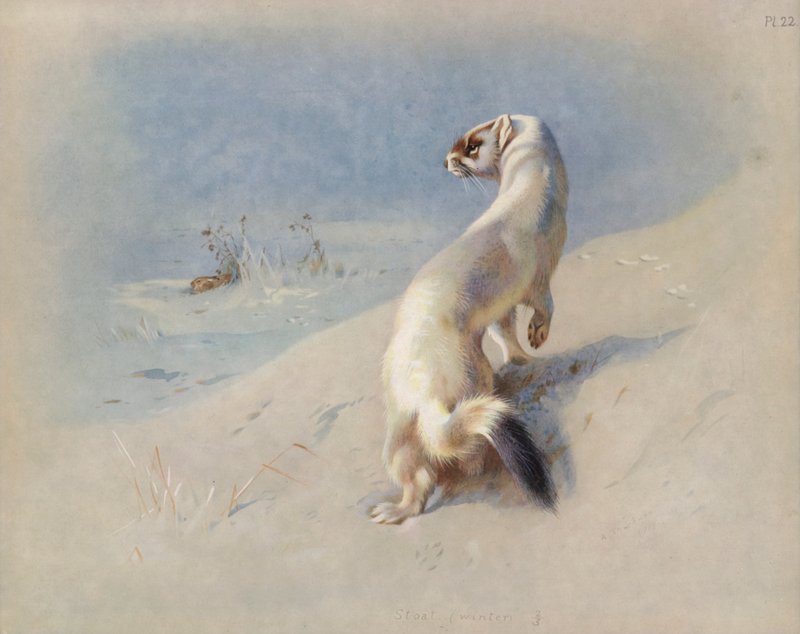 Gronostaj (zima) autorstwa Archibald Thorburn