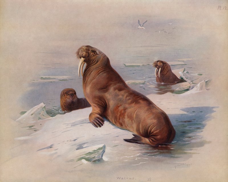 والروس پولی autorstwa Archibald Thorburn