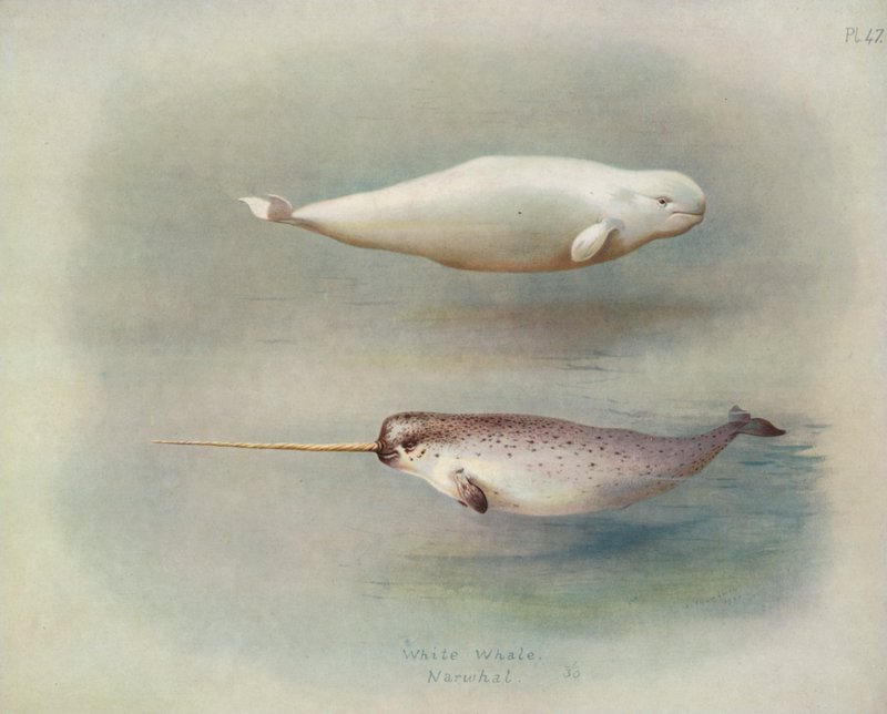 biały wieloryb, narwal autorstwa Archibald Thorburn