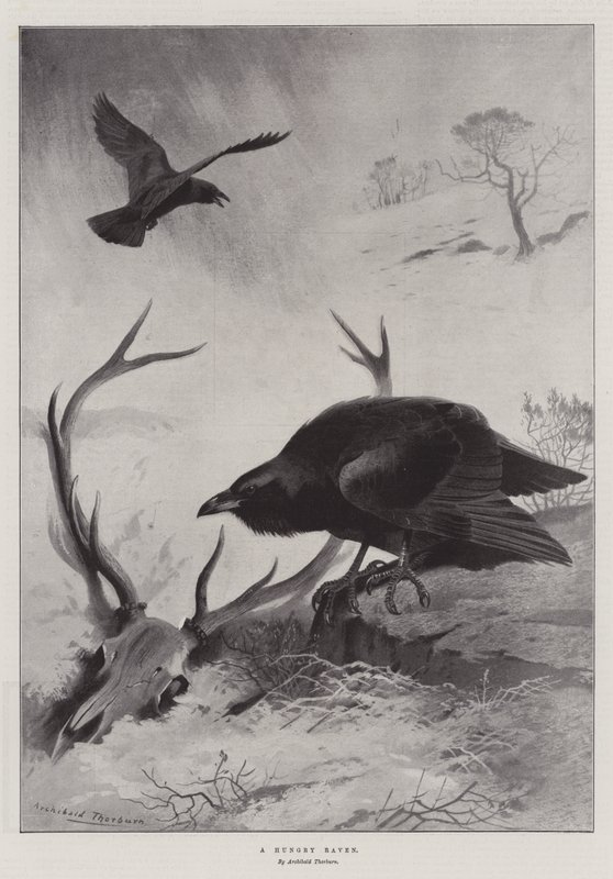Głodny Kruk autorstwa Archibald Thorburn