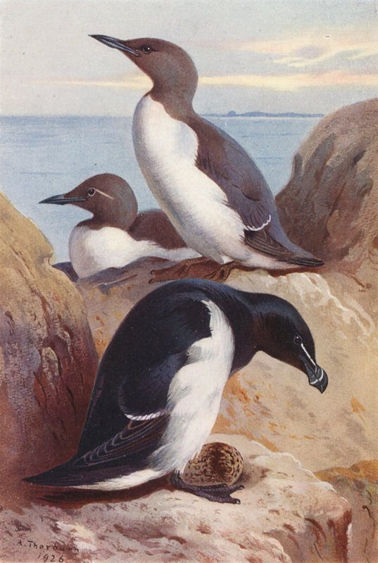 nurnik zwyczajny, brzytwodziób (kolorowa litografia) autorstwa Archibald Thorburn