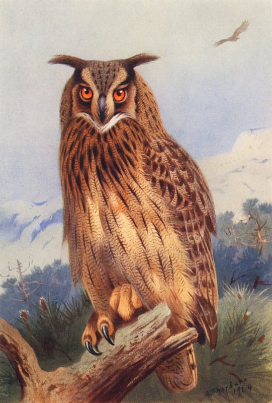 Puchacz (kolorowa litografia) autorstwa Archibald Thorburn