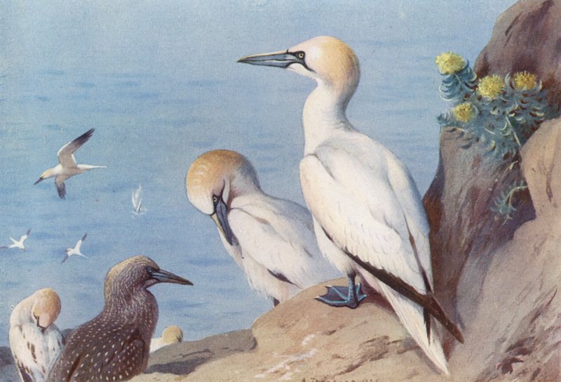 Gannet (dorosły i niedojrzały) (kolorowa litografia) autorstwa Archibald Thorburn