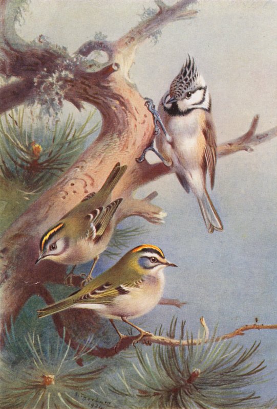 Goldcrest, Fire-Crest, Crested Titmouse (kolorowa litografia) autorstwa Archibald Thorburn