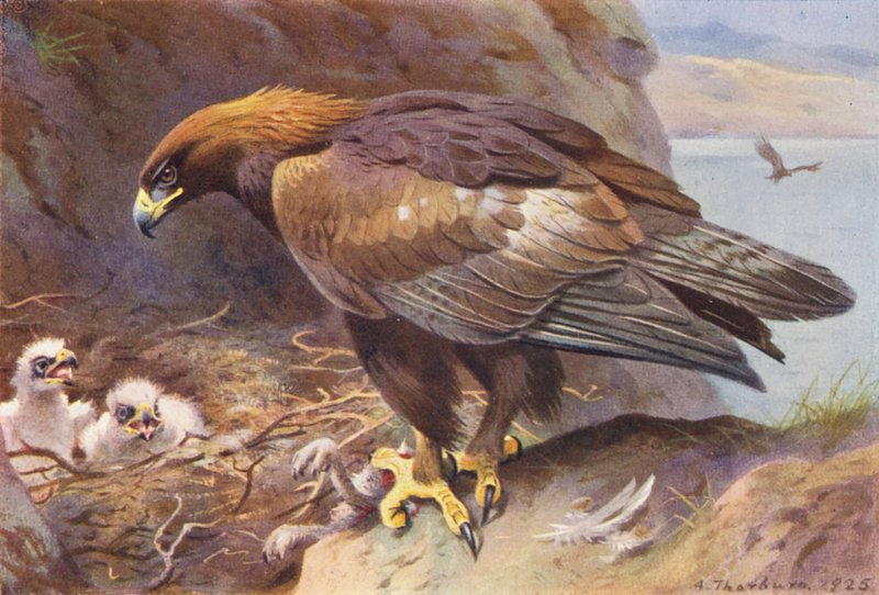Złoty Orzeł (kolorowa litografia) autorstwa Archibald Thorburn