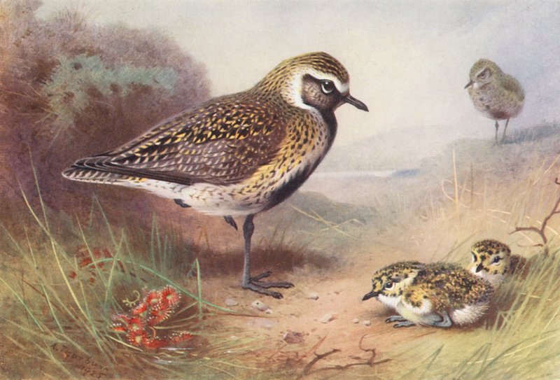 Siewka złota (lato) (druk kolorowy) autorstwa Archibald Thorburn