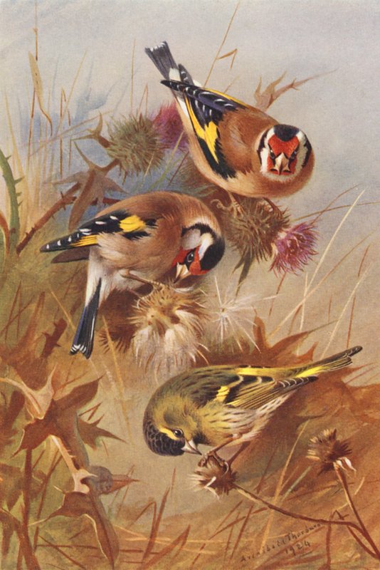Szczygieł, czyżyk (kolorowa litografia) autorstwa Archibald Thorburn