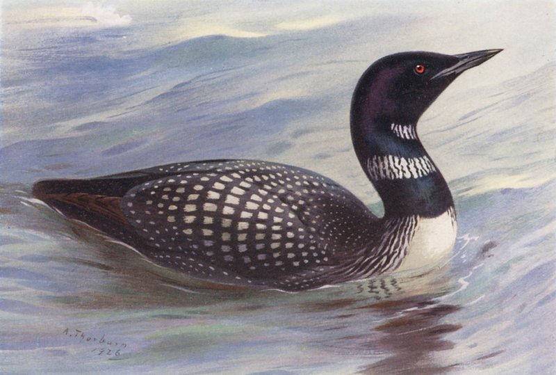Great Northern Diver (kolorowa litografia) autorstwa Archibald Thorburn