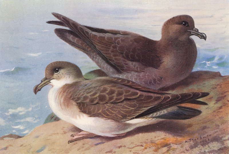 Perkoz dwuczuby, perkoz rdzawoszyi (kolorowa litografia) autorstwa Archibald Thorburn