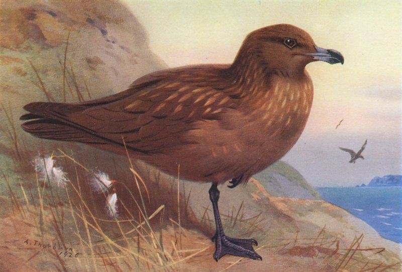 Wielka Skua (kolorowa litografia) autorstwa Archibald Thorburn