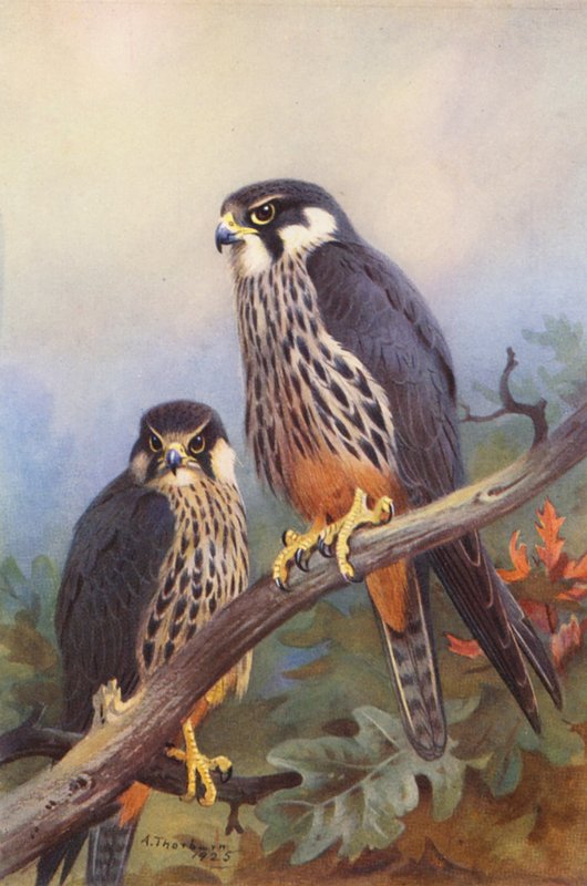 Hobby (mężczyzna i kobieta) (kolorowa litografia) autorstwa Archibald Thorburn