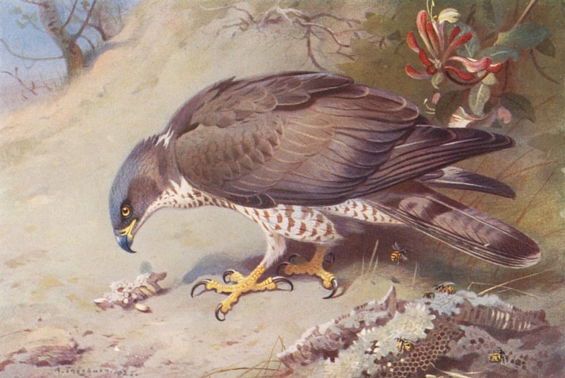 Honey-Buzzard (kolorowa litografia) autorstwa Archibald Thorburn