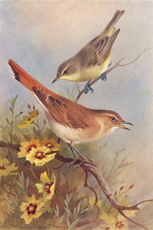 Icterine Warbler, Rufous Warbler (kolorowa litografia) autorstwa Archibald Thorburn