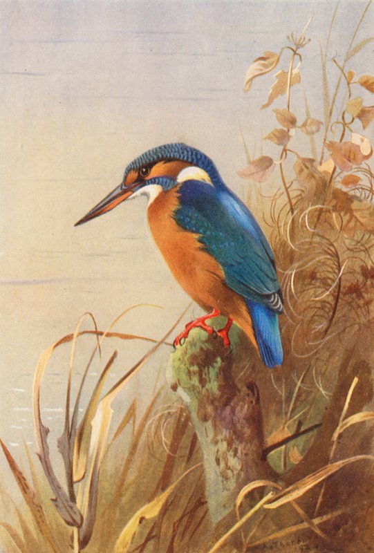 Zimorodek (druk kolorowy) autorstwa Archibald Thorburn