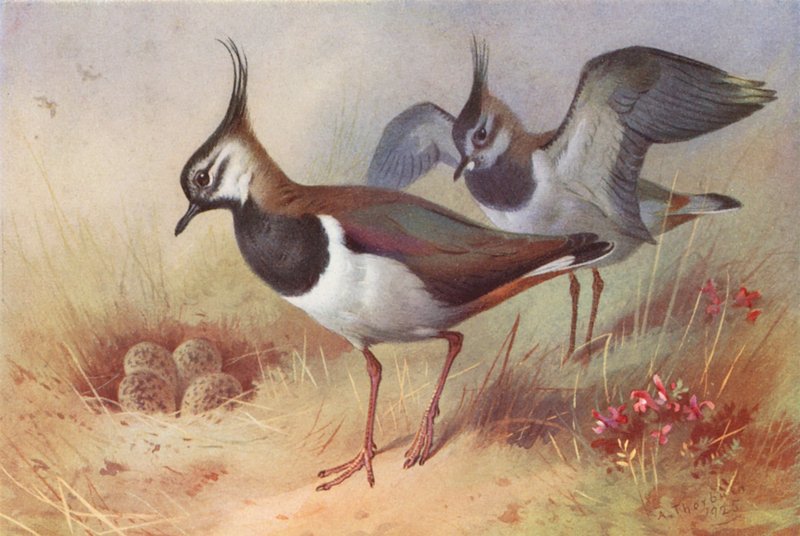 Czajka (samiec i samica) (kolorowa litografia) autorstwa Archibald Thorburn