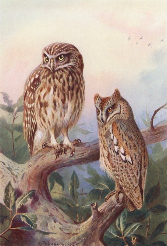 Little Owl, Scops-Owl (kolorowa litografia) autorstwa Archibald Thorburn