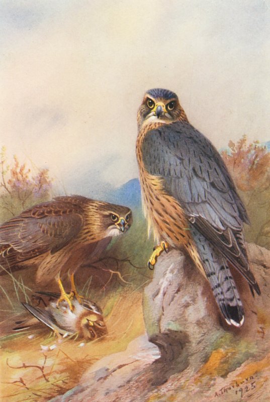 Merlin (druk kolorowy) autorstwa Archibald Thorburn