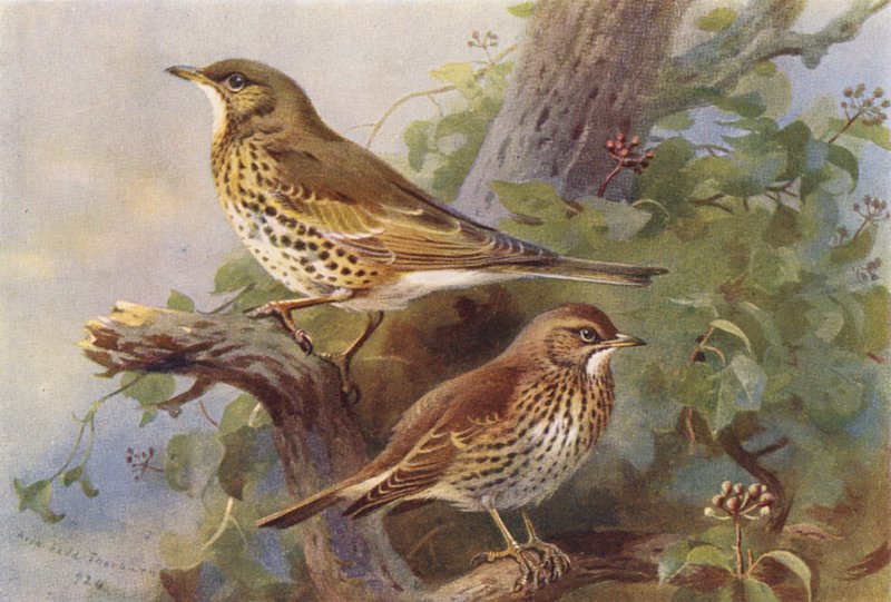 Krzak jemioły, krzak śpiewający (litografia kolorowa) autorstwa Archibald Thorburn
