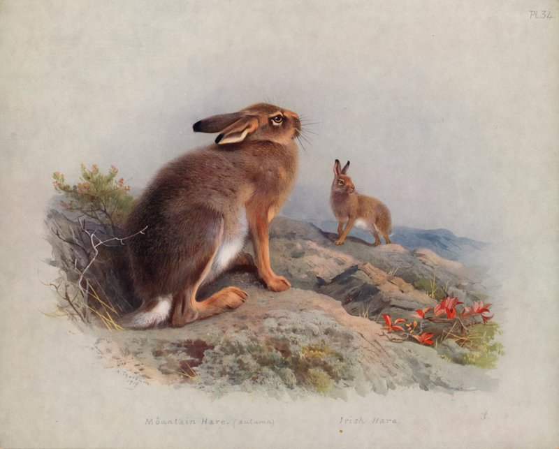 Zając górski (jesień), Zając irlandzki autorstwa Archibald Thorburn
