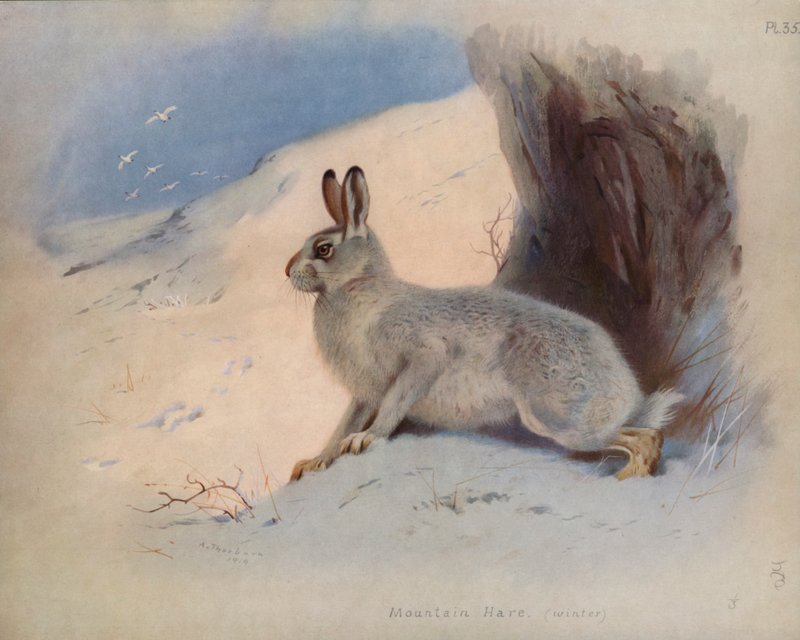 د غره هار (ژمی) پولی autorstwa Archibald Thorburn