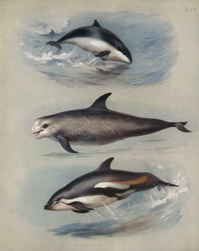 Morświn, Rissos Grampus, Delfin białoboczny autorstwa Archibald Thorburn