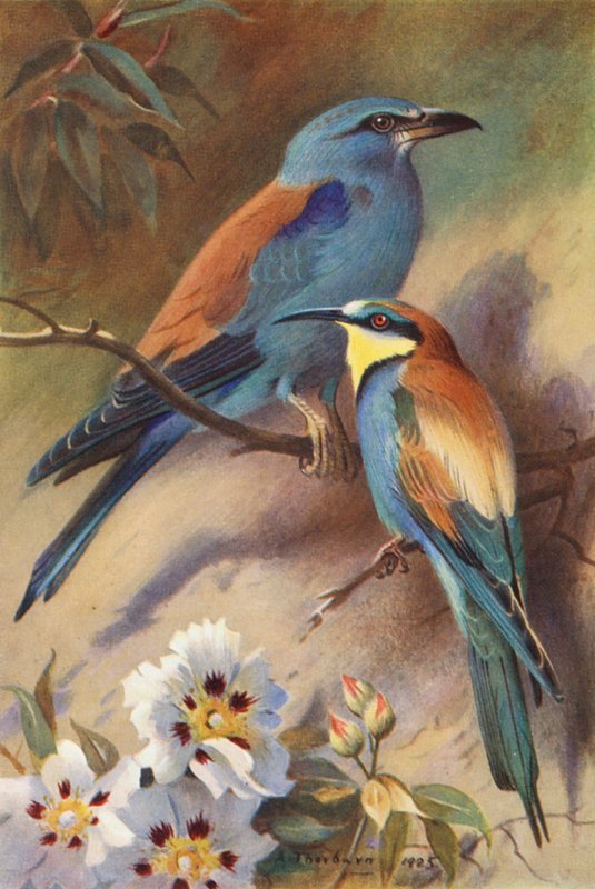 Roller, Bee-Eater (druk kolorowy) autorstwa Archibald Thorburn