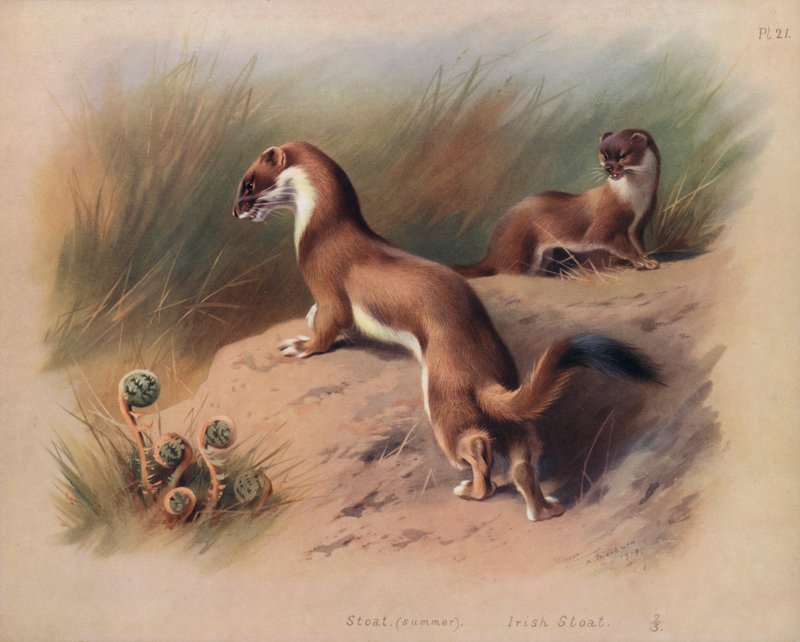 Gronostaj (lato), Gronostaj irlandzki (kolor lito) autorstwa Archibald Thorburn
