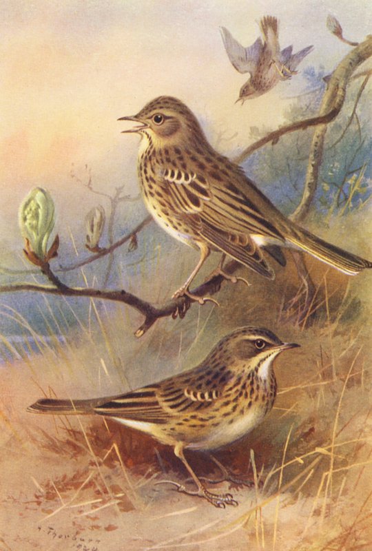 Tree-Pipit, Meadow-Pipit (kolorowa litografia) autorstwa Archibald Thorburn