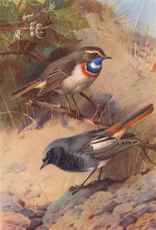 Podróżniczek białobrewy, rudzik czarny (kolorowa litografia) autorstwa Archibald Thorburn