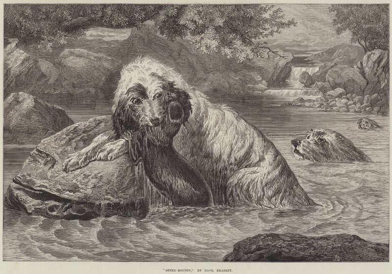 Otter-Hounds autorstwa Basil Bradley