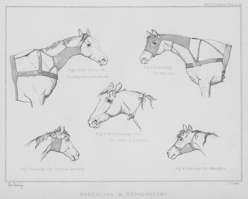 Bandażowanie i bronchotomia (lito) autorstwa Benjamin Herring