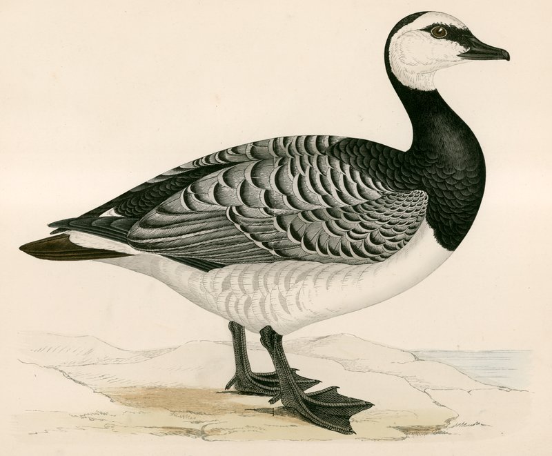 Gęś Bernicle autorstwa Beverley R. Morris