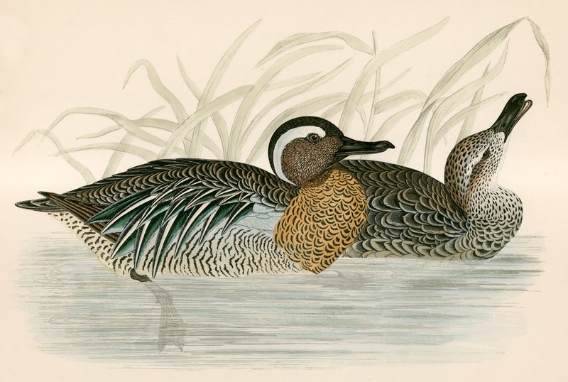Cyraneczka cyraneczki autorstwa Beverley R. Morris