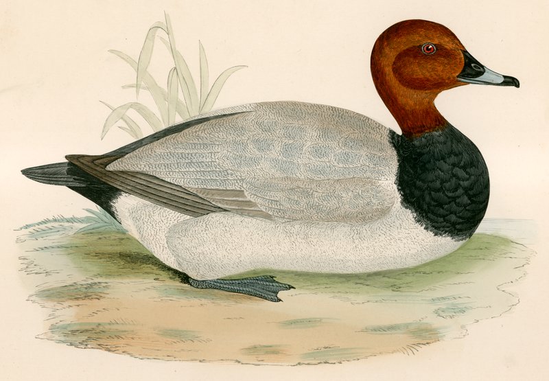 Pochard autorstwa Beverley R. Morris