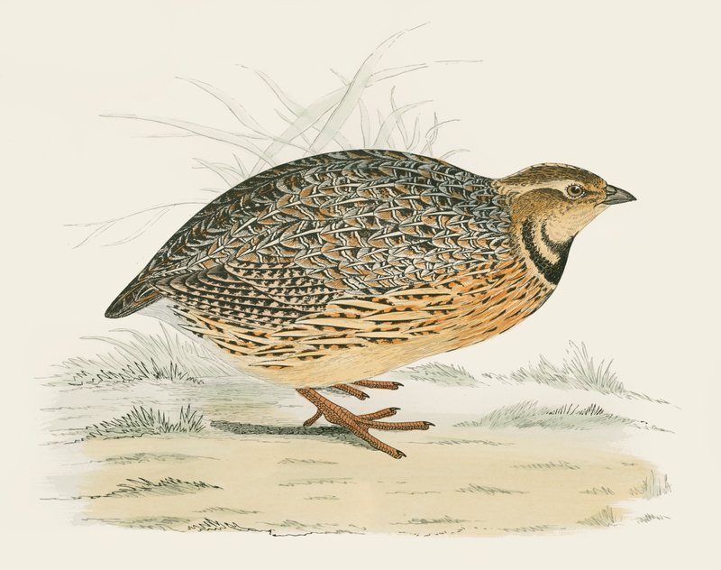 Przepiórka autorstwa Beverley R. Morris