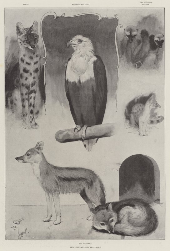 Nowi lokatorzy zoo autorstwa Cecil Charles Windsor Aldin