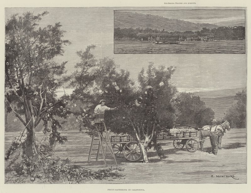 Zbieranie owoców w Kalifornii autorstwa Charles Auguste Loye