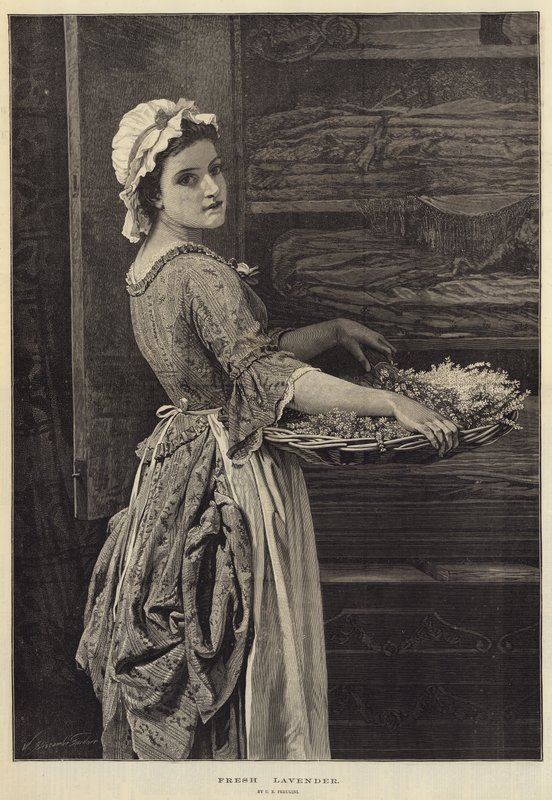 Świeża Lawenda autorstwa Charles Edward Perugini
