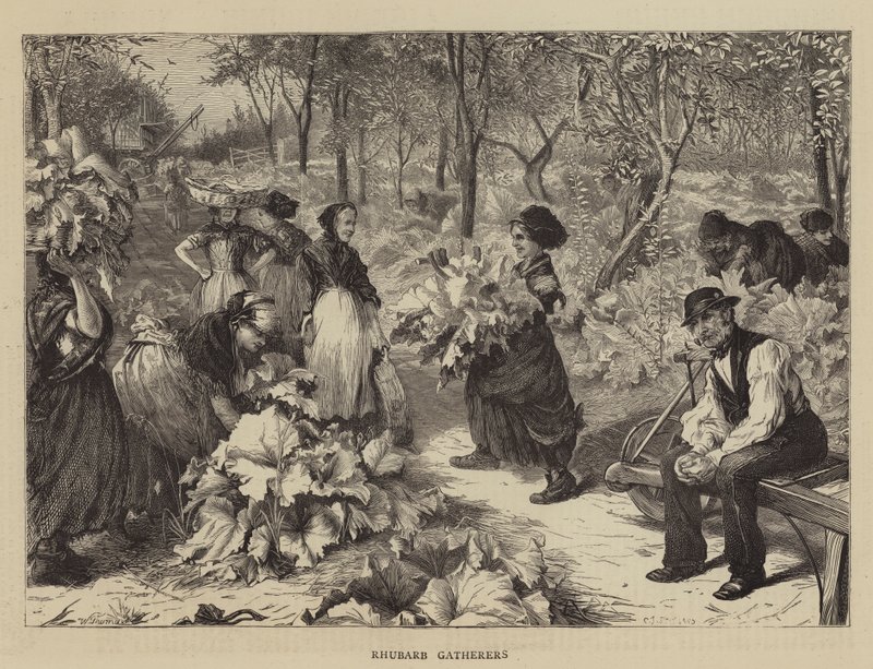 Zbieracze rabarbaru autorstwa Charles J. Staniland